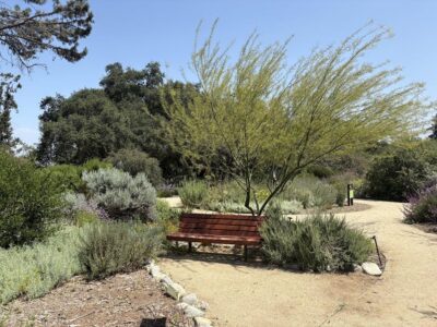 Palo Verde Tree in the flower garden at the California Botanical Garden