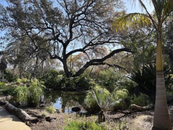 The jungle garden with a huge Oak in the background