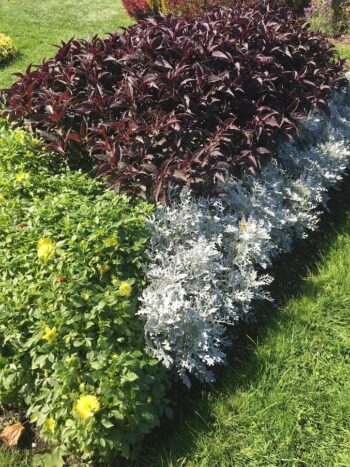 Bedding Dahlias with Dusty Miller and purple leaf bedding Dahlias at Prescot Park