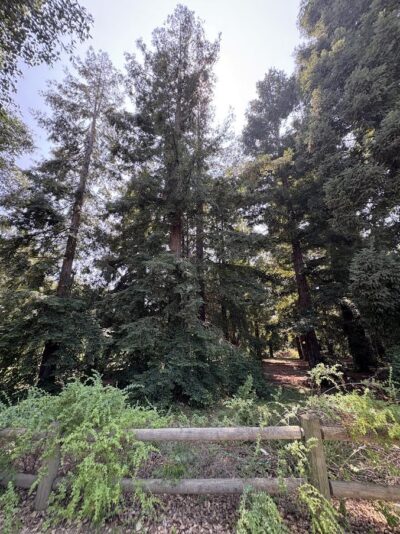 Redwood Grove Area in the California Botanic Garden