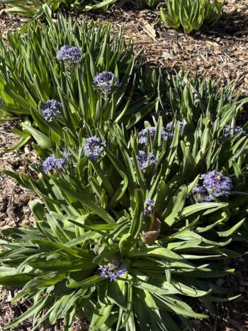 Scilla plant and flowers