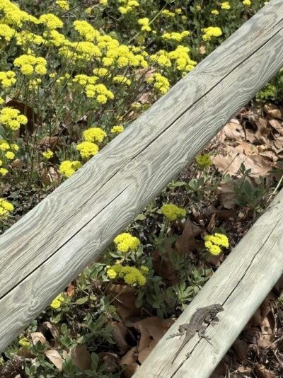 Sulfur Buckwheat with lizard. California Botanical Garden
