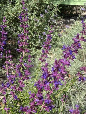 Trichostema- Woolly Blue Curls. California Botanical Garden