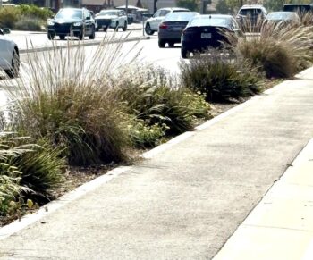 Xeriscape plantings in a park strip