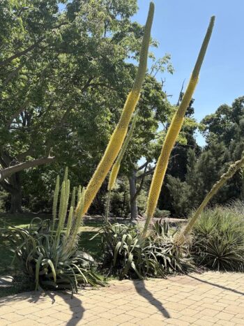 Huge Agave flowering spikes