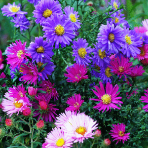 Asters- China Asters