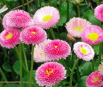 Bellis perennis- English Daisy