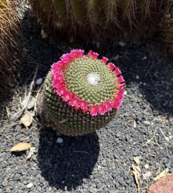 Darling pincushion cacti with flowers