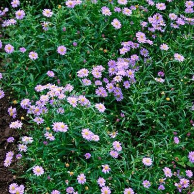 Brachycome- Swanhill Daisy