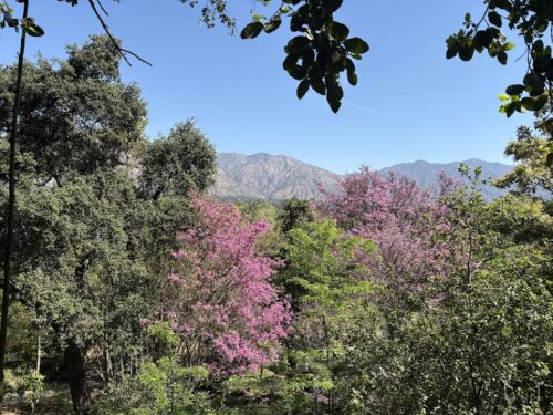 San Gabriel Mountains with Chilopsis Trees Blooming in the forefront