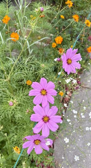 2 colors of Cosmos