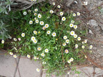 Erigeron karvinskianus- Santa Barbara Daisy