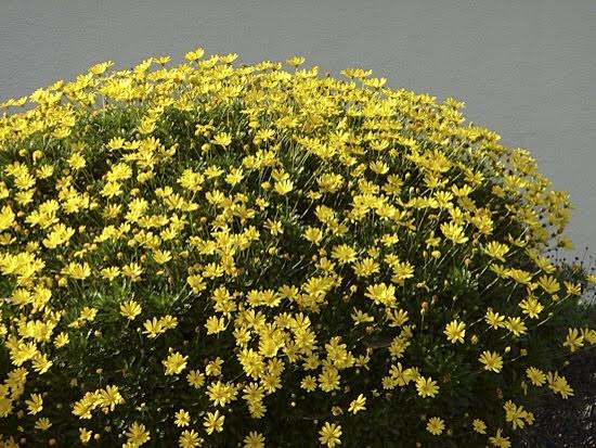 Euryops viridis