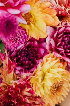 Florist's Mums