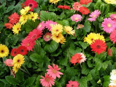 Gerbera Daisy