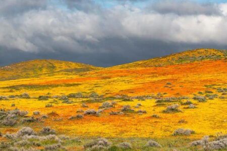 Field of California Wildflowers with California Poppies and Gold Fields