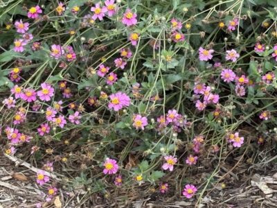 Bidens- lavender color