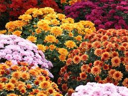 Garden Mums- Chrysanthemum x grandiflorum