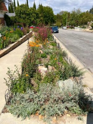 Native plants in a Park Strip Planting