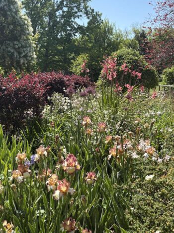 LA County Arboretum Perennial Garden