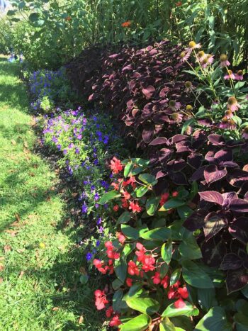 Red leaf Coleus with bedding Begonias and Lobelia