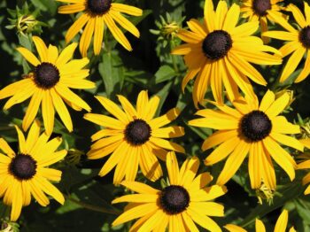 Echinacea- Cone Flower