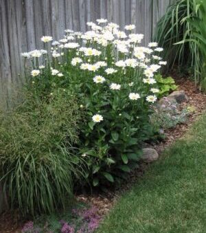 Chrysanthemum maximum- Shasta Daisy
