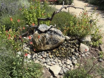 Boulder with bubbler- water feature with Columbine and Monkey Flower at the California Botanical Garden