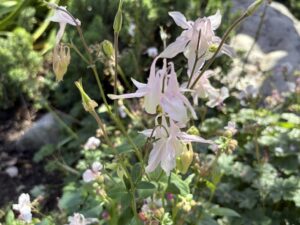 Delicate white columbine flower