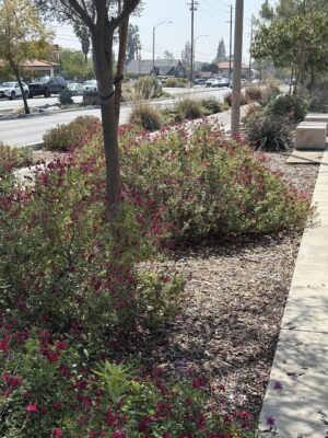 Salvias in front of the Xeriscape park strip planting