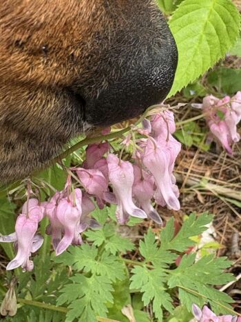 Buck's nose with Bleeding Heart Flower