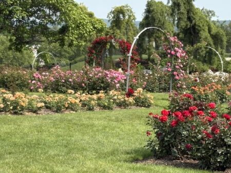 Rose Garden at Hershey Garden