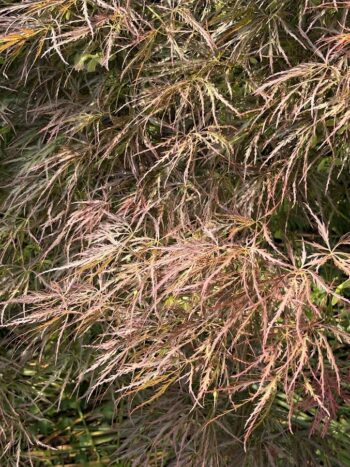 Laceleaf Japanese Maple leaves