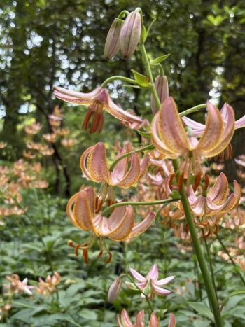 Martagon Lilies blooming in a woodland at Winterthur