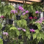 Cattleya, Phalaenopsis and other orchids with maiden hair ferns in the conservatory at Longwood gardens
