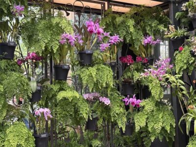 Cattleya, Phalaenopsis and other orchids with maiden hair ferns in the conservatory at Longwood gardens