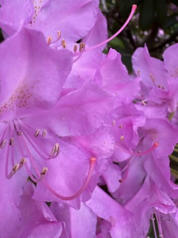 Up close and personal with a Rhododendron flower