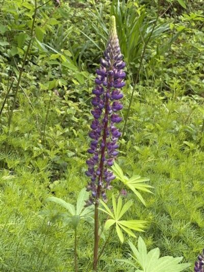 Native Lupine in New Hampshire