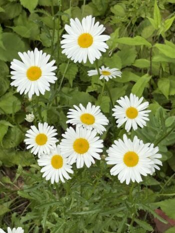 Native Daisies in New Hampshire