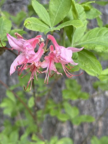 Native Azaleas in New Hampshire