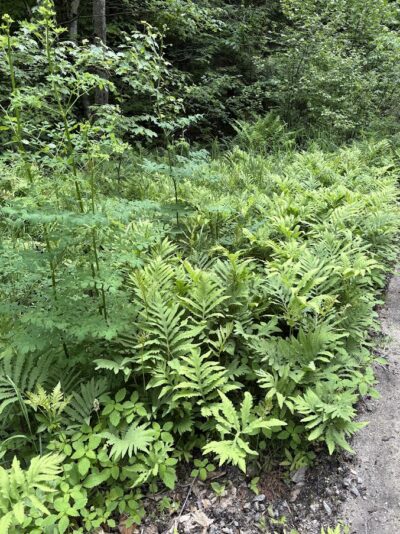 Ferns as Ground Cover! in New Hampshire