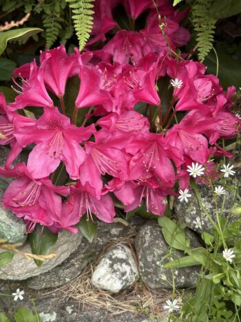 Interesting color of Rhododendron with ferns and wildflowers in New Hampshire