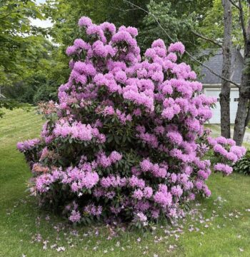Rhododendron in full bloom in New Hampshire