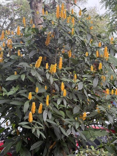 yellow Justicia- Shrimp Plant