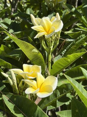 Plumeria 'Lemon Drop'