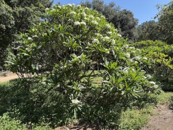 Photo of a Plumeria Shrub