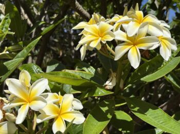Plumeria 'Bali Whirl'