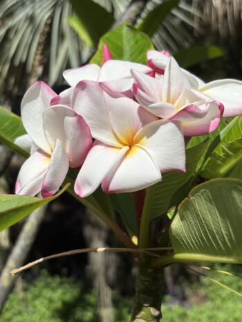 close up Plumeria flower