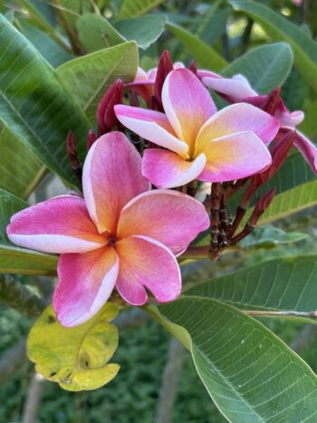 Plumeria 'Samirie'