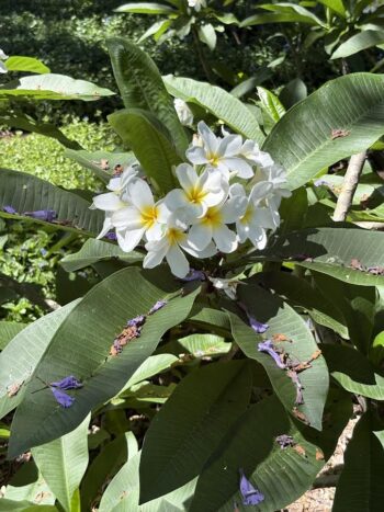 Plumeria 'Grape Expectations'